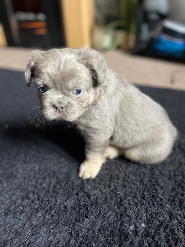 Fluffy Frenchies