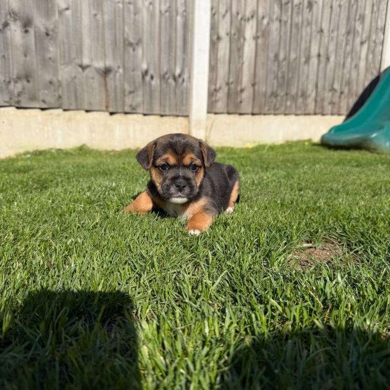Fluffy frenchy cross jack russle puppy’s