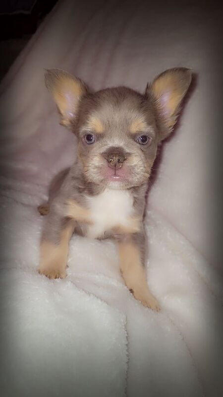 Fluffy isabella and tan frenchbulldogs READY TO LEAVE NOW - Image 2 of 4