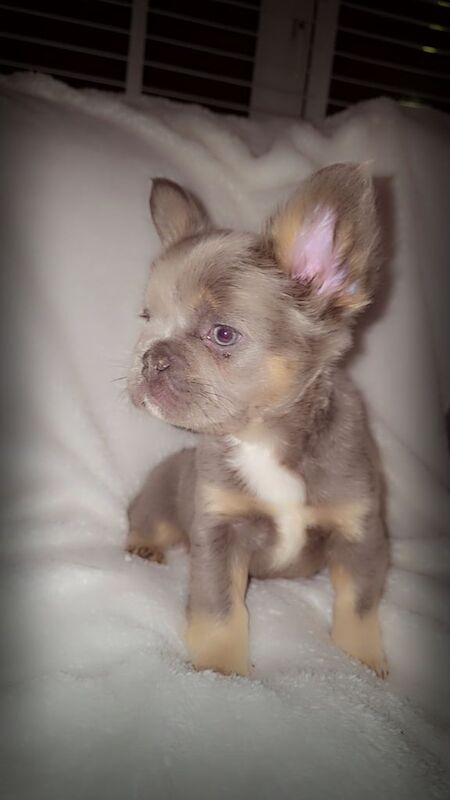 Fluffy isabella and tan frenchbulldogs READY TO LEAVE NOW - Image 3 of 4