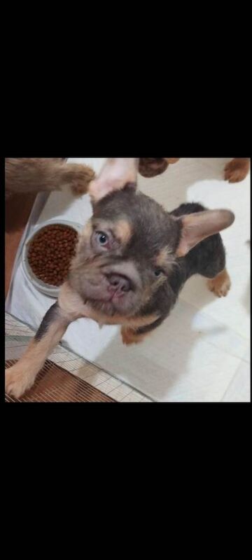 Frenchie Puppies For Sale