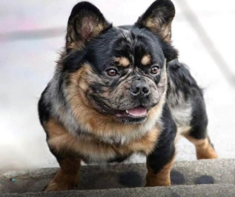 Fluffy male French bulldog for sale