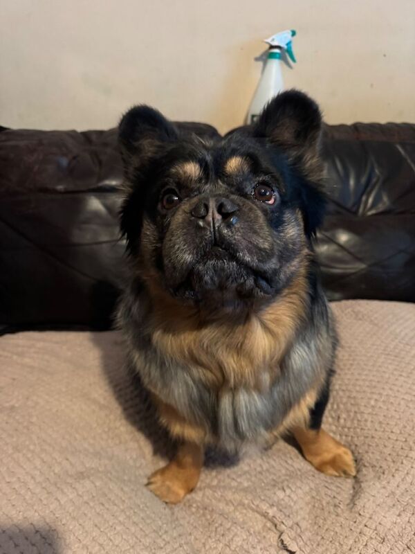 Fluffy male French bulldog for sale - Image 2 of 6