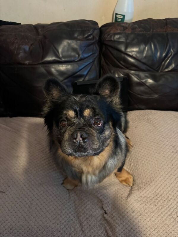 Fluffy male French bulldog for sale - Image 3 of 6