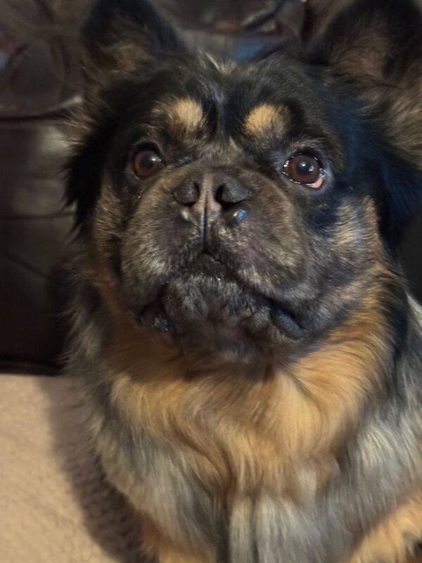 Fluffy male French bulldog for sale - Image 4 of 6