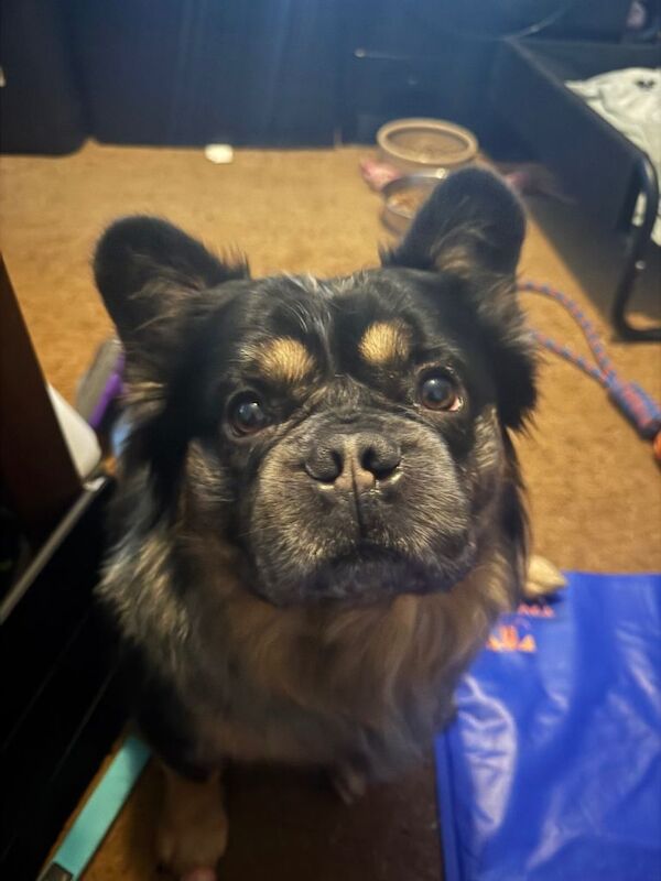 Fluffy male French bulldog for sale - Image 6 of 6
