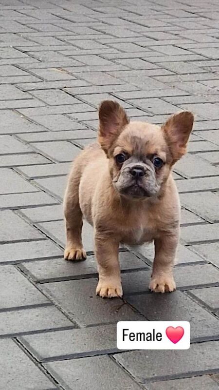 French Bulldog puppies for sale in Smith's End, Hertfordshire – KC registered, 10 weeks old