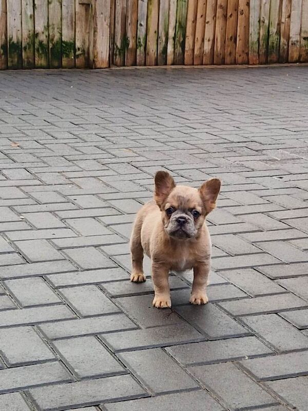 French Bulldog puppies for sale in Smith's End, Hertfordshire – KC registered, 9 weeks old - Image 3 of 4