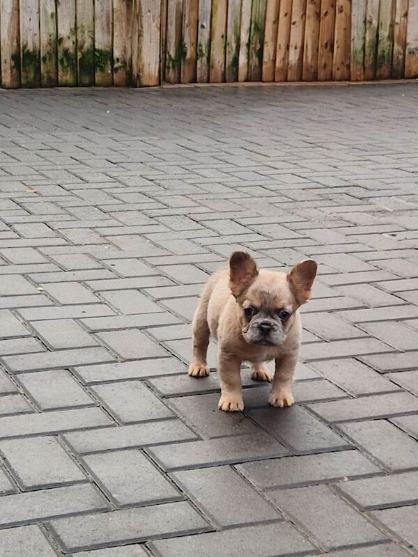 French Bulldog puppies for sale in Smith's End, Hertfordshire – KC registered, 9 weeks old - Image 4 of 4