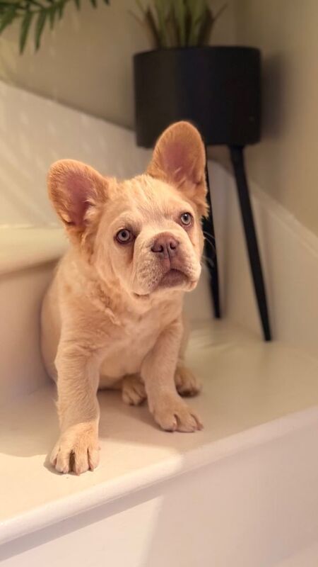 Frenchie Puppies For Sale