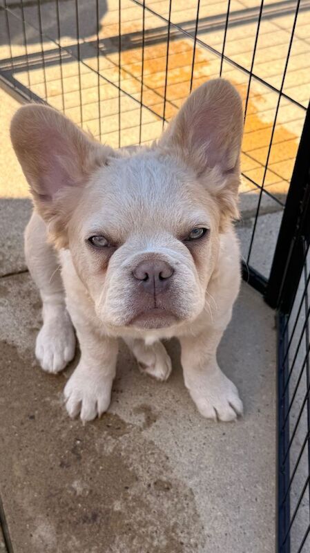 Fluffy/Puffy Frenchie - Image 2 of 6