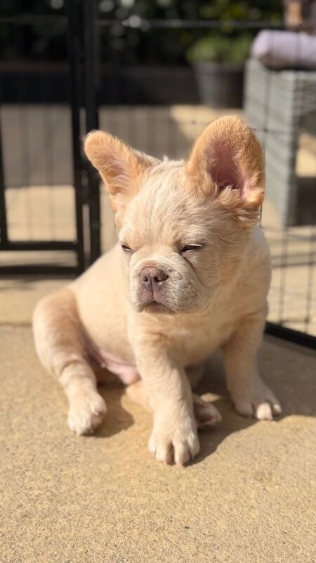 Fluffy/Puffy Frenchie - Image 3 of 6
