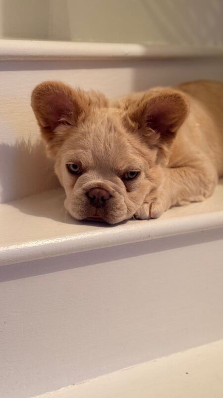 Fluffy/Puffy Frenchie - Image 4 of 6