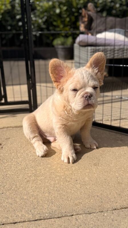 Fluffy/Puffy Frenchie - Image 5 of 6