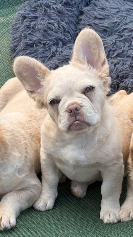 Fluffy/Puffy Frenchie