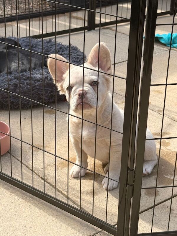 Fluffy/Puffy Frenchie - Image 2 of 3