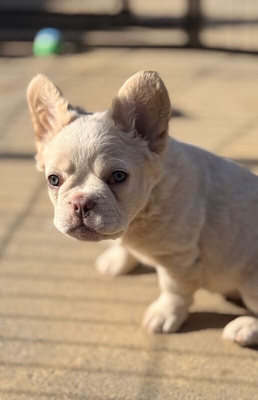 Fluffy/Puffy Frenchie - Image 3 of 3