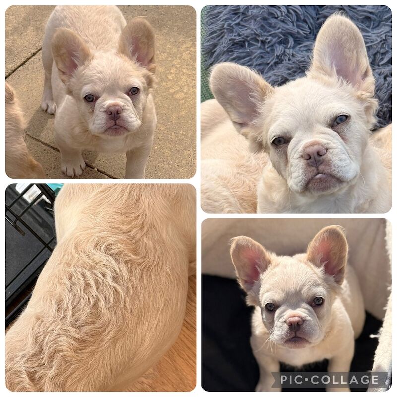 Fluffy/Wavy/Puffy French Bulldog - Female