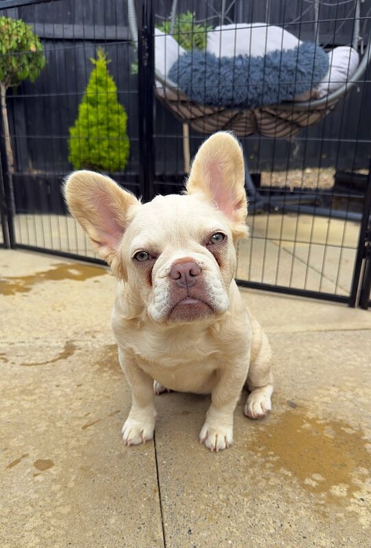 Fluffy/Wavy/Puffy French Bulldog - Female - Image 2 of 8