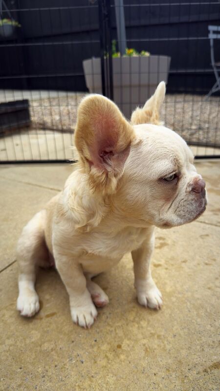 Fluffy/Wavy/Puffy French Bulldog - Female - Image 3 of 8