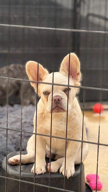 Fluffy/Wavy/Puffy French Bulldog - Female - Image 4 of 8