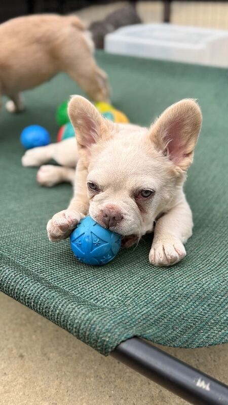 Fluffy/Wavy/Puffy French Bulldog - Female - Image 6 of 8