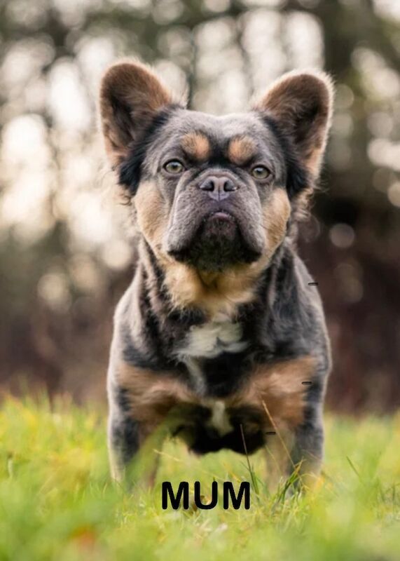 Fluffy/Wavy/Puffy French Bulldog - Female - Image 8 of 8