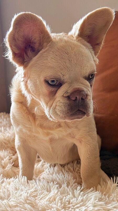Fluffy/Wavy/Puffy French Bulldog - Female