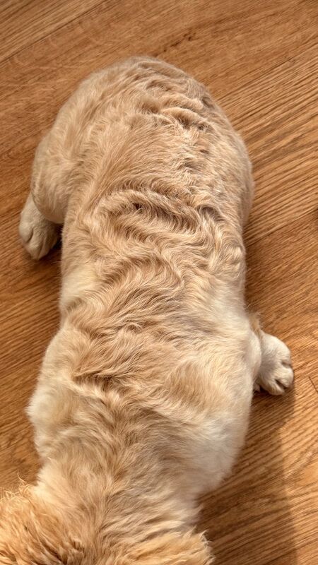 Fluffy/Wavy/Puffy French Bulldog -Male - Image 3 of 13
