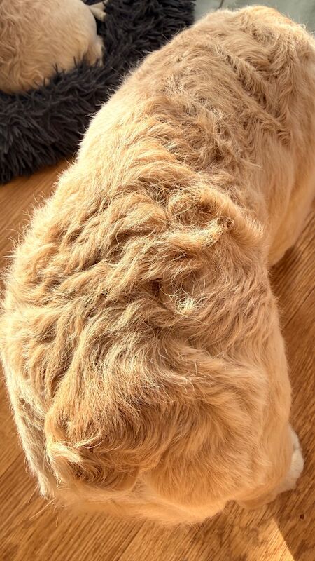 Fluffy/Wavy/Puffy French Bulldog -Male - Image 5 of 13