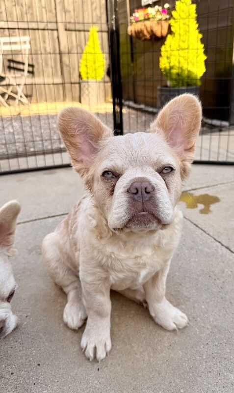 Fluffy/Wavy/Puffy French Bulldog -Male - Image 6 of 13