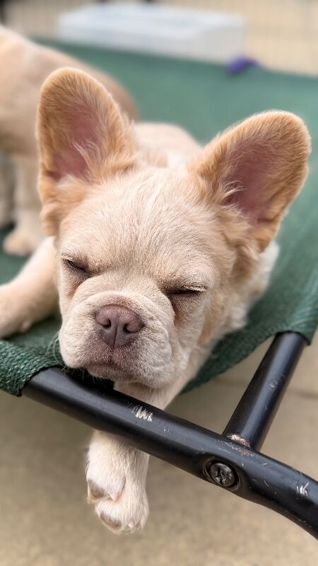 Fluffy/Wavy/Puffy French Bulldog -Male - Image 7 of 13