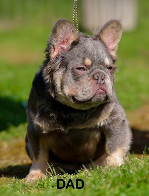 Fluffy/Wavy/Puffy French Bulldog -Male - Image 9 of 13