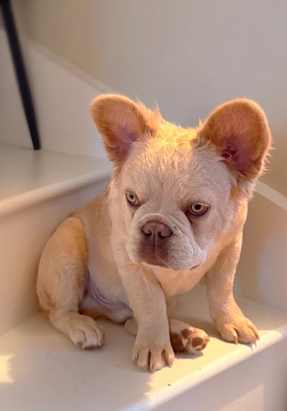 Fluffy/Wavy/Puffy French Bulldog -Male - Image 11 of 13
