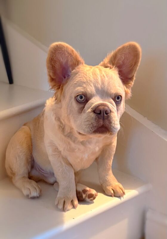 Fluffy/Wavy/Puffy French Bulldog -Male - Image 12 of 13