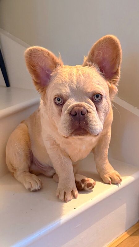 Fluffy/Wavy/Puffy French Bulldog -Male - Image 13 of 13