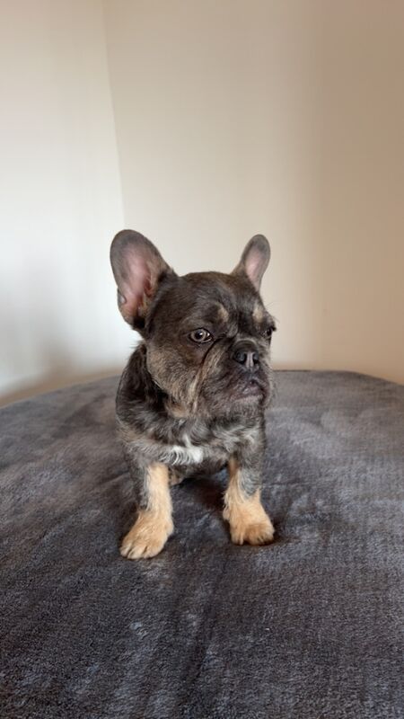Fluffy/wire hair French bulldog for sale in Kidderminster, Worcestershire | Image 1