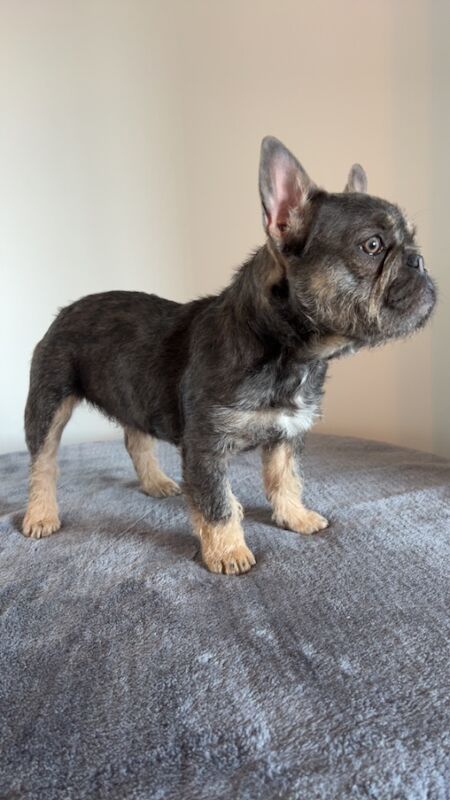 Fluffy/wire hair French bulldog for sale in Kidderminster, Worcestershire | Image 2
