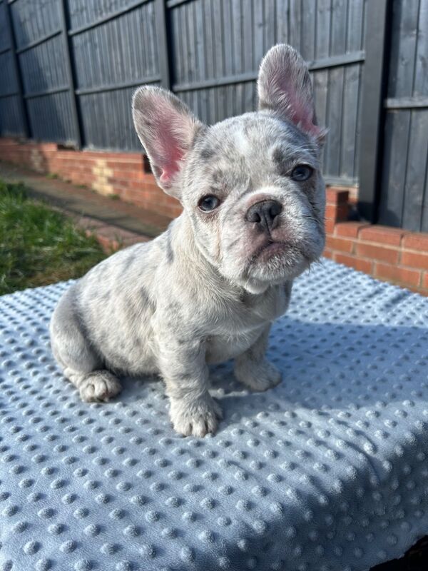 Fluffy/wirehair French bulldog for sale in Kidderminster, Worcestershire - Image 1