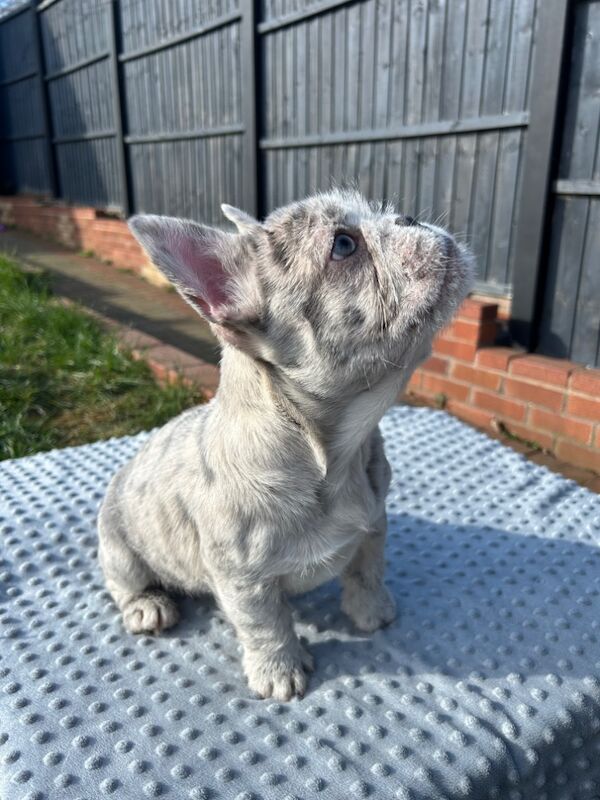 Fluffy/wirehair French bulldog for sale in Kidderminster, Worcestershire | Image 2