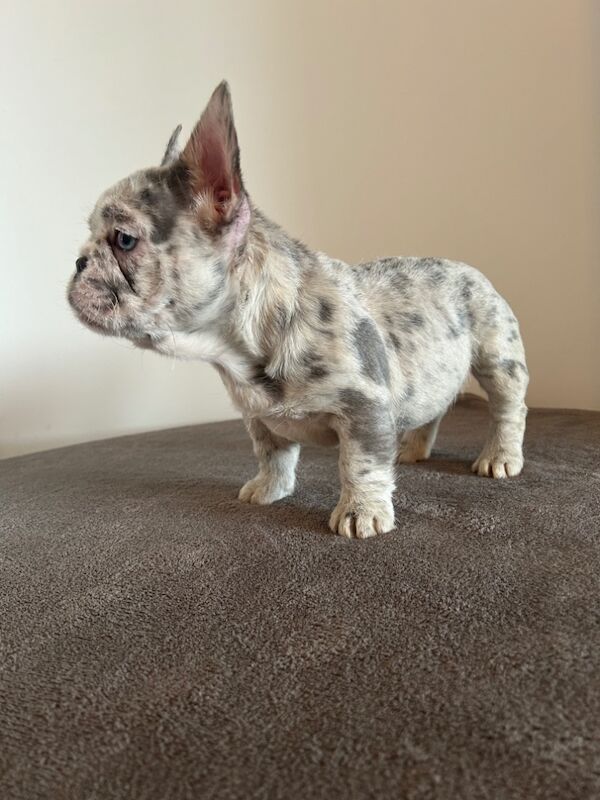 Fluffy/wirehair French bulldog for sale in Kidderminster, Worcestershire | Image 3
