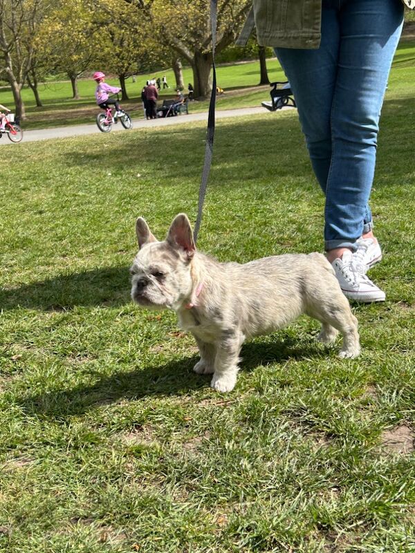Fluffy/wirehair French bulldog for sale in Kidderminster, Worcestershire - Image 4