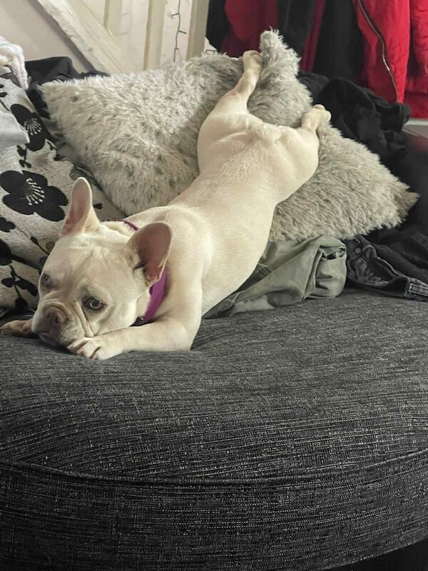French Bulldog puppies for sale in Derby, Derbyshire – 1 year old