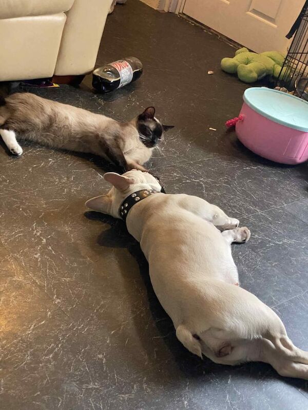 French Bulldog puppies for sale in Derby, Derbyshire – 1 year old - Image 3 of 3