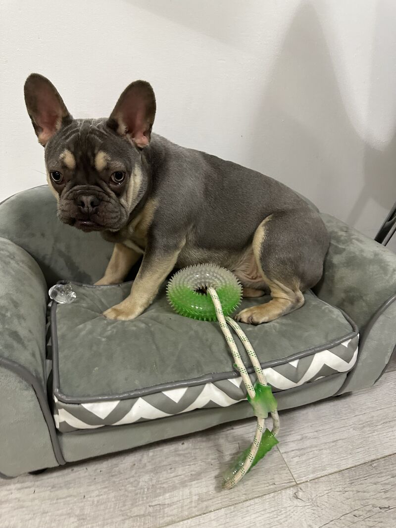 For sale male French bulldog for sale in Reading, Berkshire | Image 2