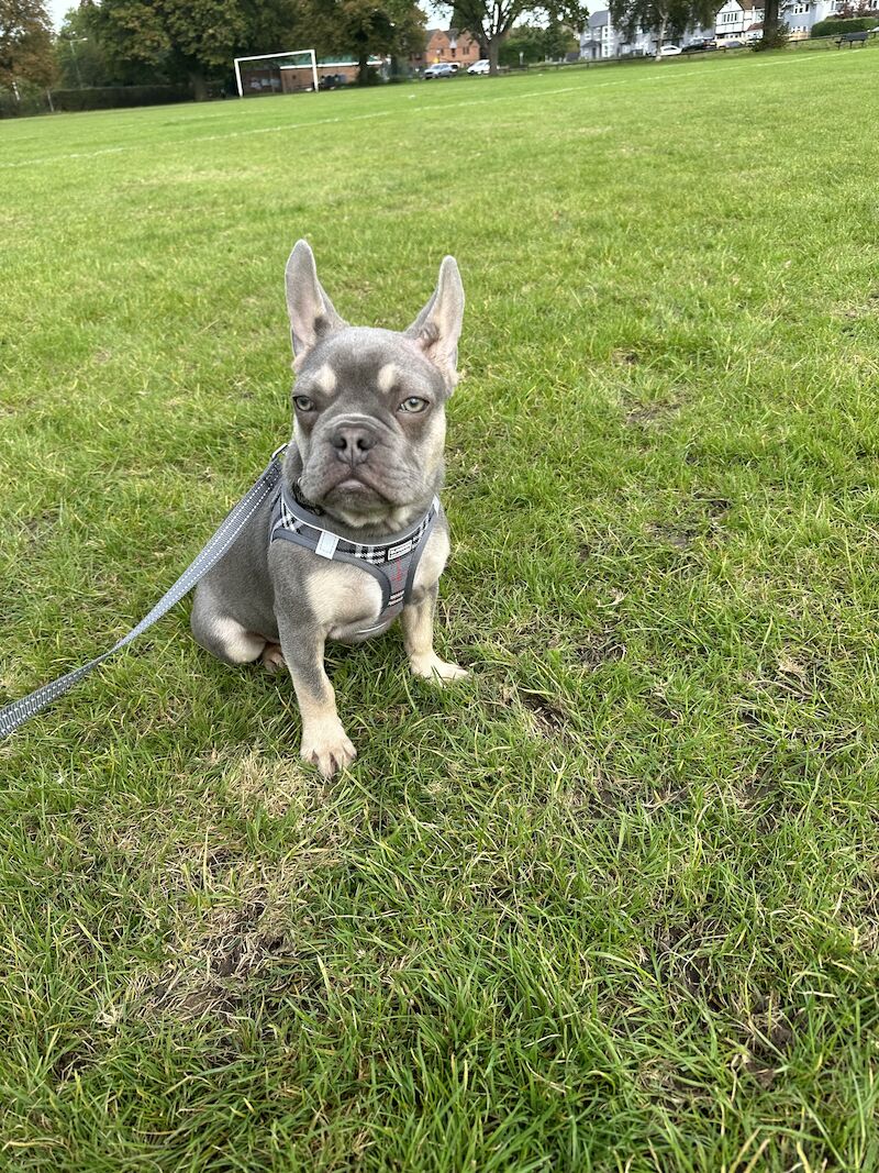 For sale male French bulldog for sale in Reading, Berkshire | Image 3