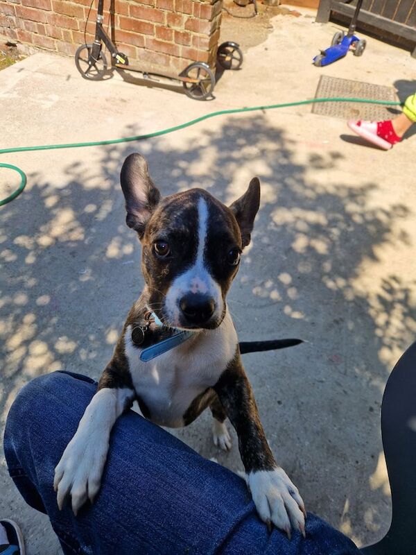 French Bulldog puppies for sale in Stanmore, Greater London – 12 months old - Image 2 of 3