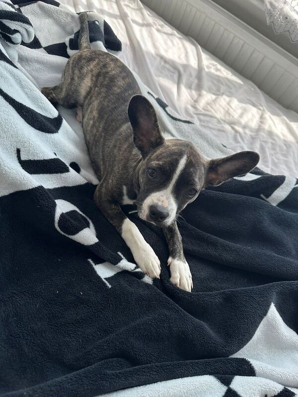 French Bulldog puppies for sale in Stanmore, Greater London – 12 months old - Image 3 of 3