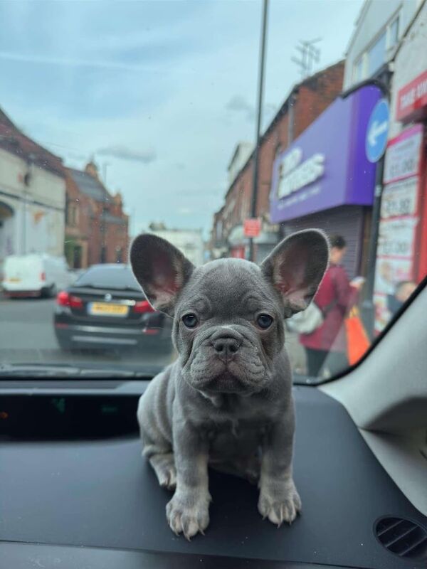 French Bulldog puppies for sale in Hyde Park, West Yorkshire – 10 months old - Image 2 of 3
