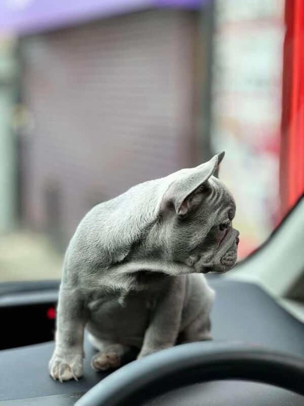 French Bulldog puppies for sale in Hyde Park, West Yorkshire – 10 months old - Image 3 of 3